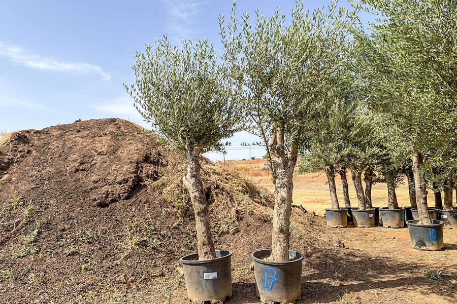 2 Olivenbäume Olea Europaea 